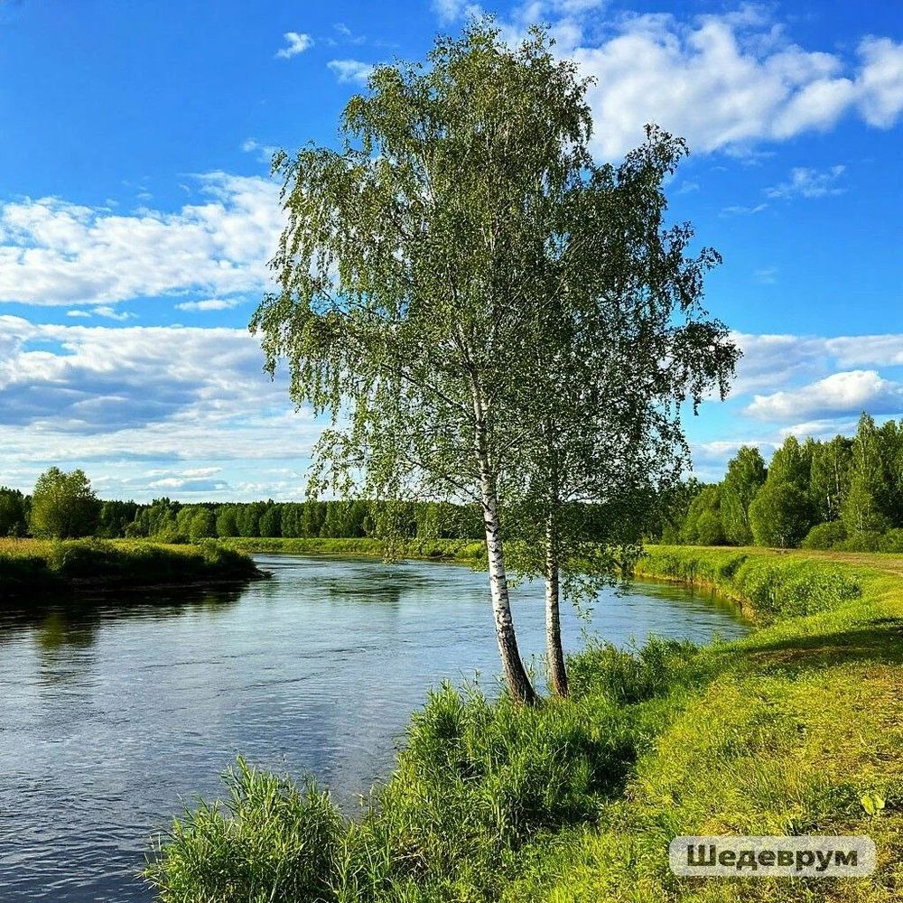 Береза – священное дерево народов ханты и манси