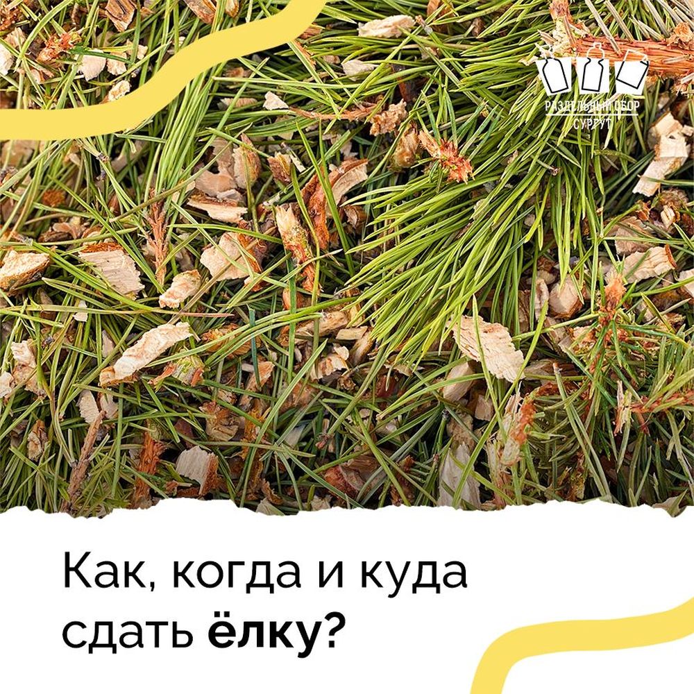 Как, когда и куда сдать ёлку