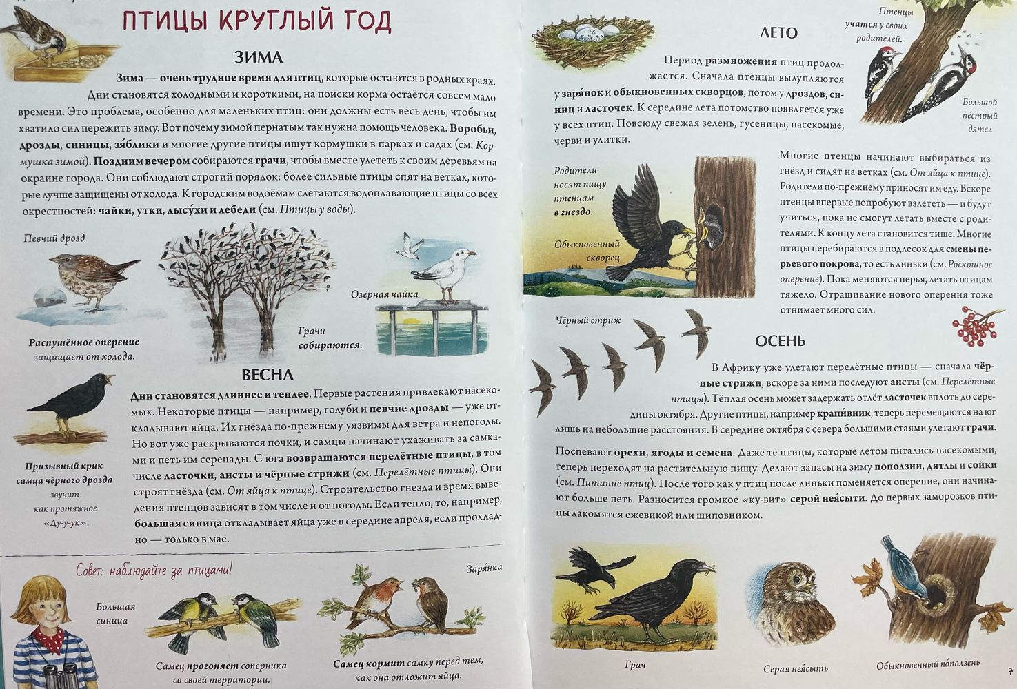 Пирог для птиц