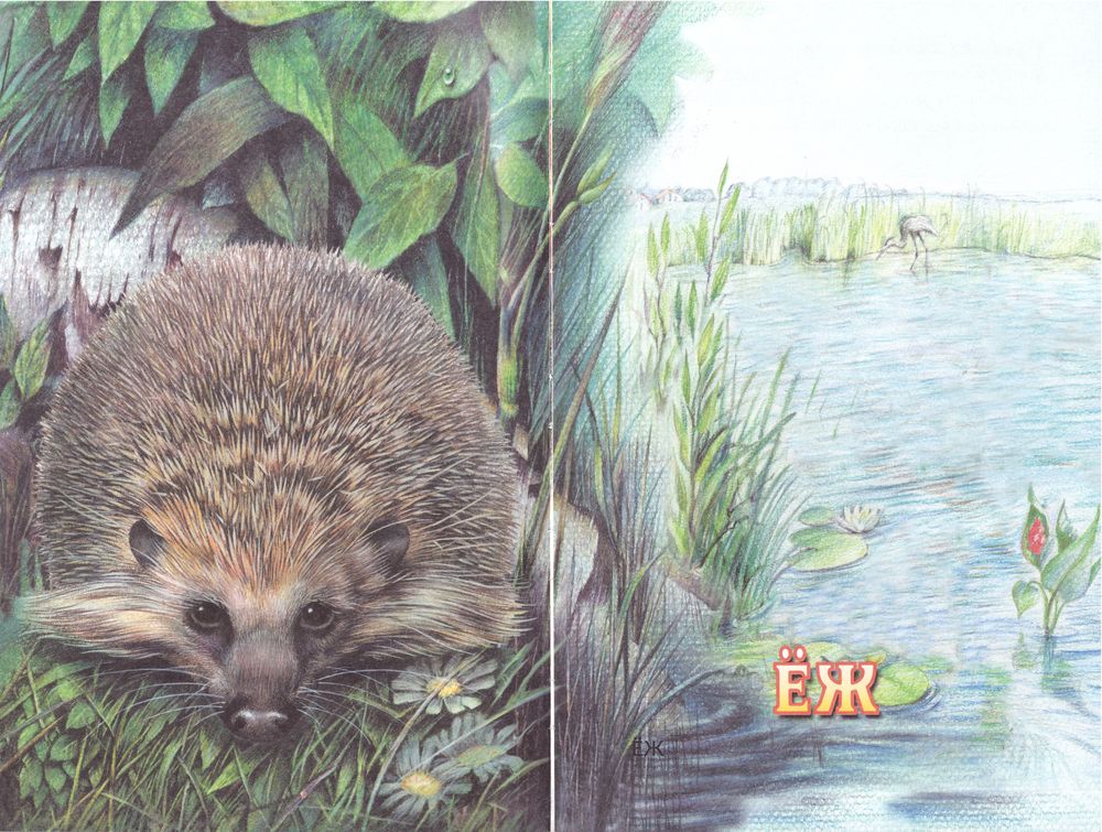 Иллюстрация из книги М.М. Пришвина «Рассказы о животных»